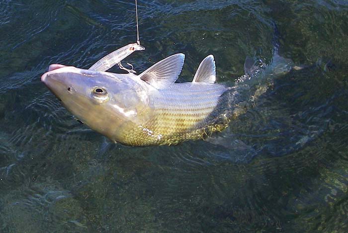 They usually take the tail hook (just as wrasse do) and get progged by the other as they swim around..