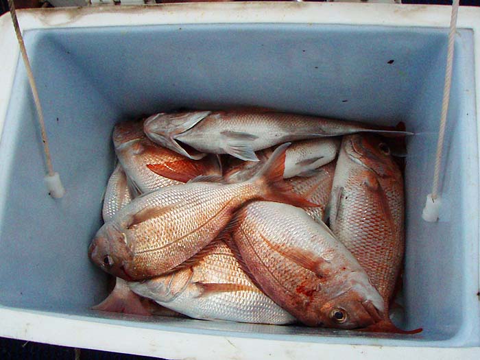 These fish have massive molar teeth for grinding up hard prey such as crabs, molluscs and sea urchins. It must be tricky to set the hook.