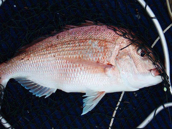 Alan's six pound snapper - I bet it put a bend in the rod.