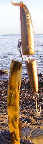 I hooked this strip of old kelp on my Rapala.