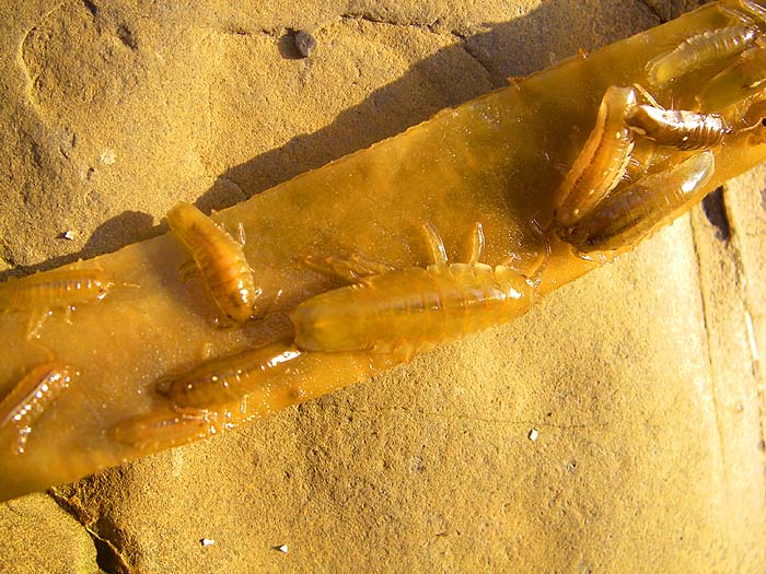 Notice how they've changed colour to match the washed out weed. They're usually dark brown.