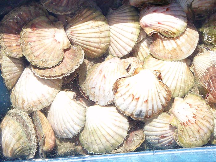 good food and probably good bait.