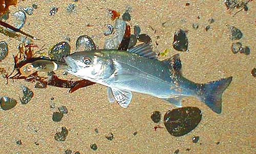 First cast - firmly hooked on the tail treble.