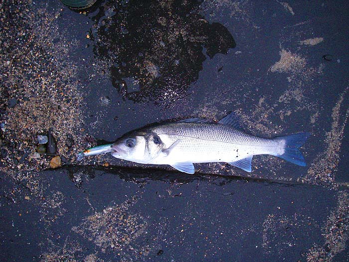 Not as big and more typically hooked on the front treble.