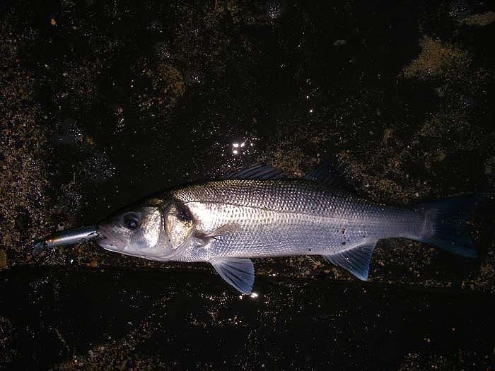 I thought it was worth another picture.