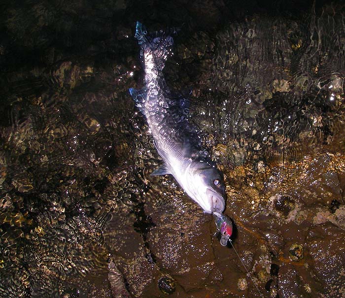 I also had this one at first light - again on a Maria plug.