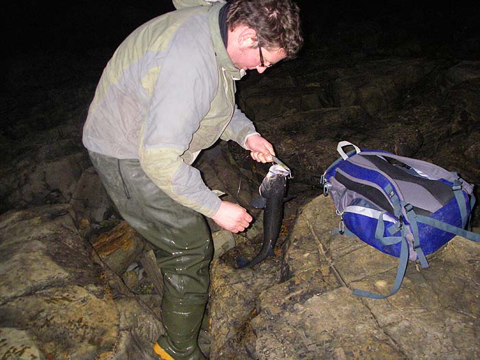 The lure makes a useful handle but pliers always reduce the risk of a hooked or spiked hand.