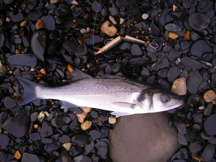 The old J11F Rapala is as effective as ever even though it doesn't cast as well as some of the modern plugs.