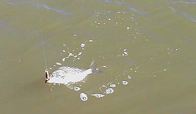 My first Aussie fish.