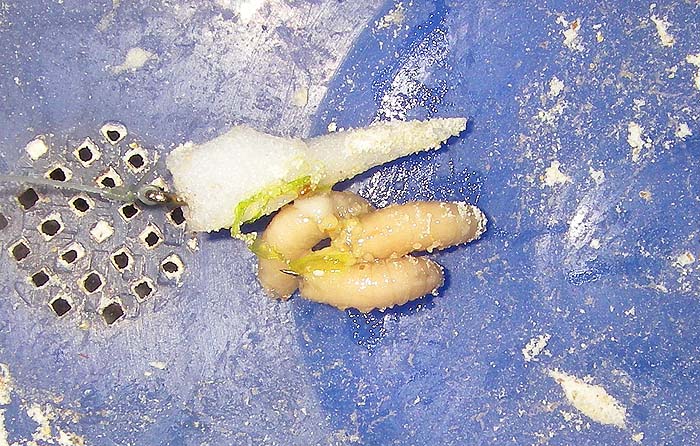 A little piece of foam superglued to the hook shank keeps the maggots in the surface film where the big mullet feed.