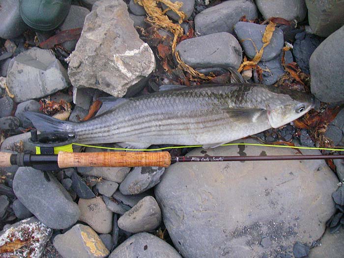 A fine fish of four pounds plus.