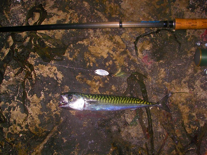 Once again my first of the year and hopefully the forerunner of many more.