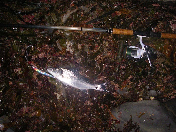 My small fish. The halo is partly due to the reflection of the flash and partly to slime on the camera lens.