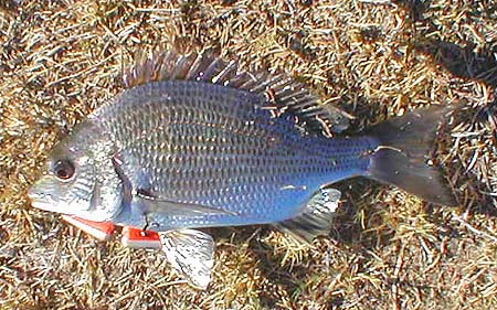 These little bream battle just as fiercely as our own. On six pound braid they are a fine proposition.