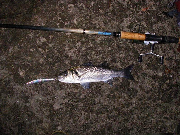 This little fish put up a good, mackerel-like, struggle but it was not the harbinger of a big shoal.