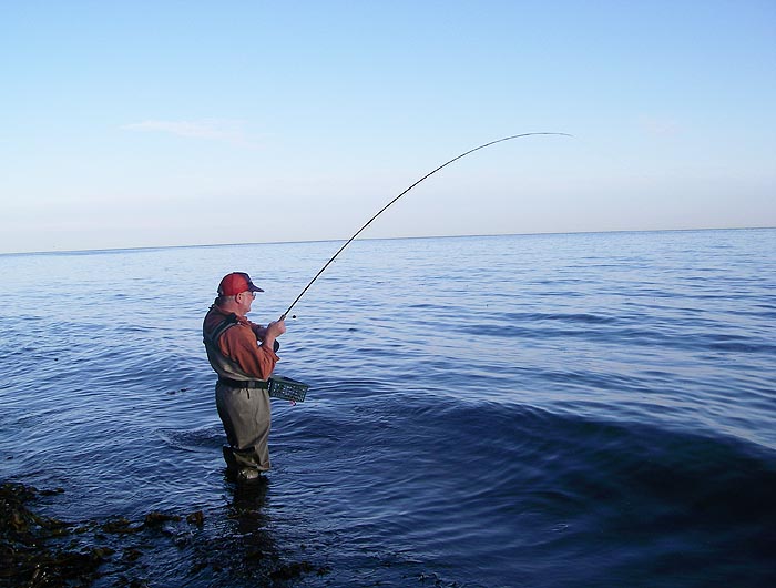 Obviously a good fish but what is it?