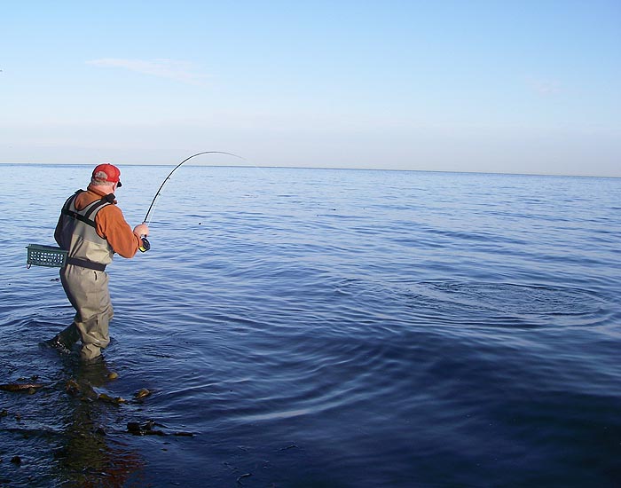Battling hard on the fly gear but probably well hooked.
