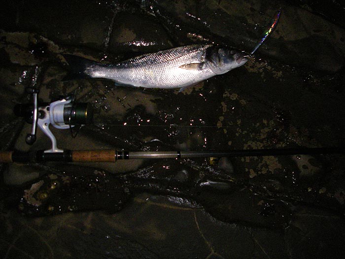 One of the ten bass I landed in about half a 'witching' hour. After it came light they'd gone.