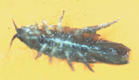 An Idothea laying on its back.