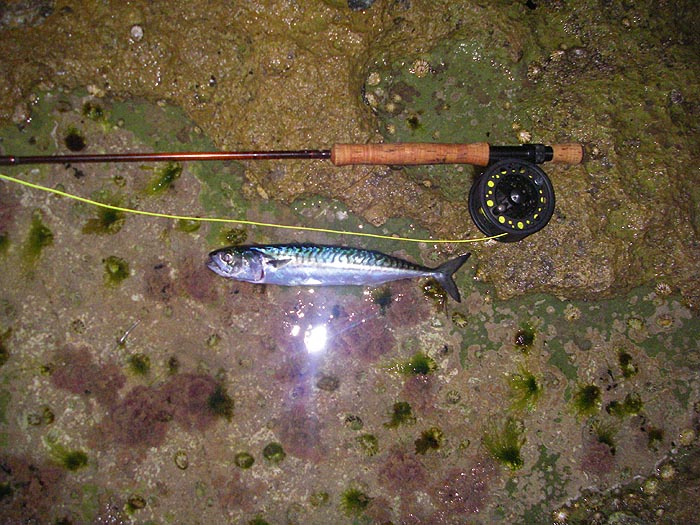 I forgot to mention that I had a couple of mackerel on the fly and the wedge.