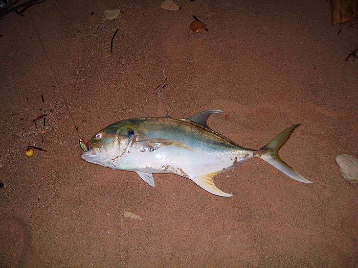 I think these are my favourite fish - they look so fantastic.