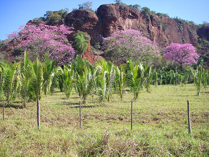It was the mid-winter dry season and these trees were in full flower.