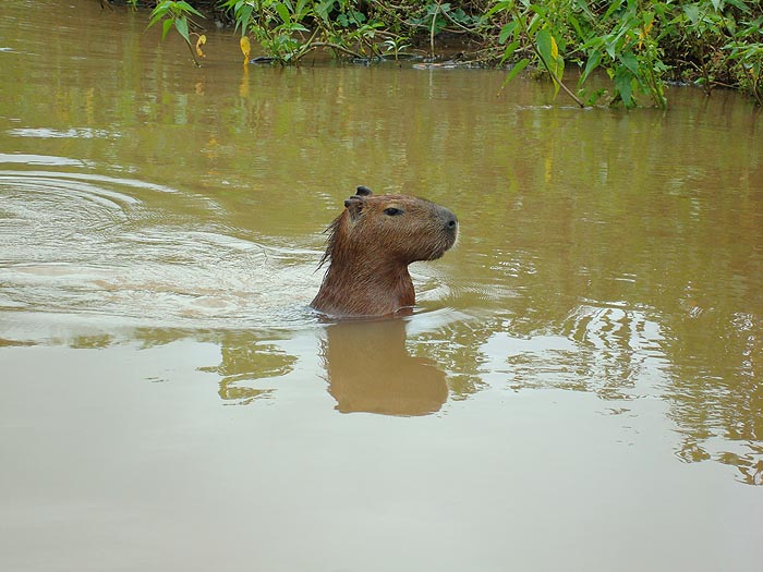 Just like giant guinea pigs. We also saw a few giant otters but they were more camera shy.