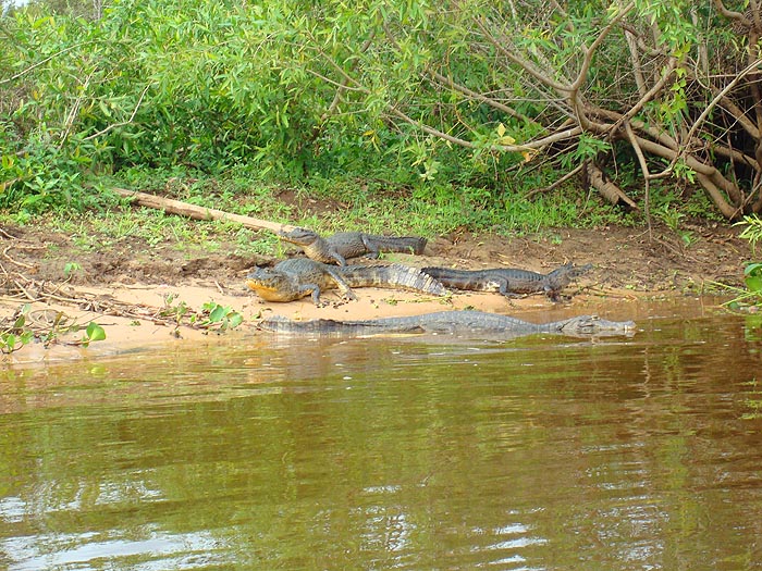 The rivers are alive with alligators which showed a serious interest in popping lures. I managed to avoid them but they could be a nuisance.