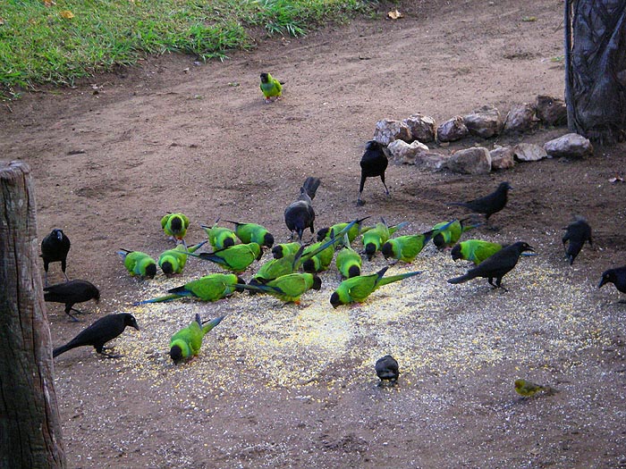 Picking up bits in the yard and much more colourful than sparrows.