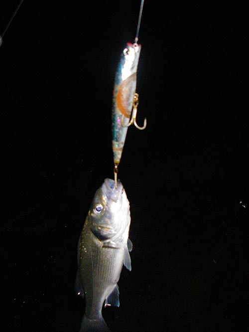 Not much of a picture but it shows that the lure was nearly as big as the fish.