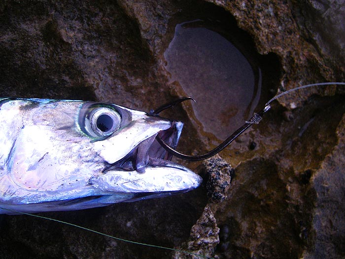 With a snelled, 6/0 circle hook through its upper lip a mackerel will often swim for hours in search of bass.