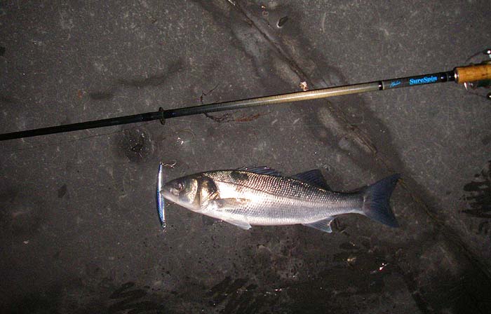 This one was caught on the same lure that I used on the previous morning.