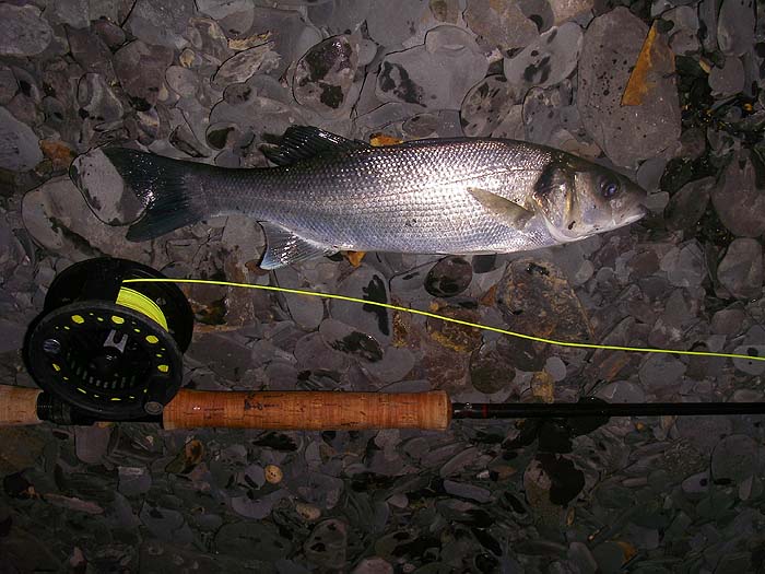 The smallest bass I landed but very welcome on a night that looked like being a blank.