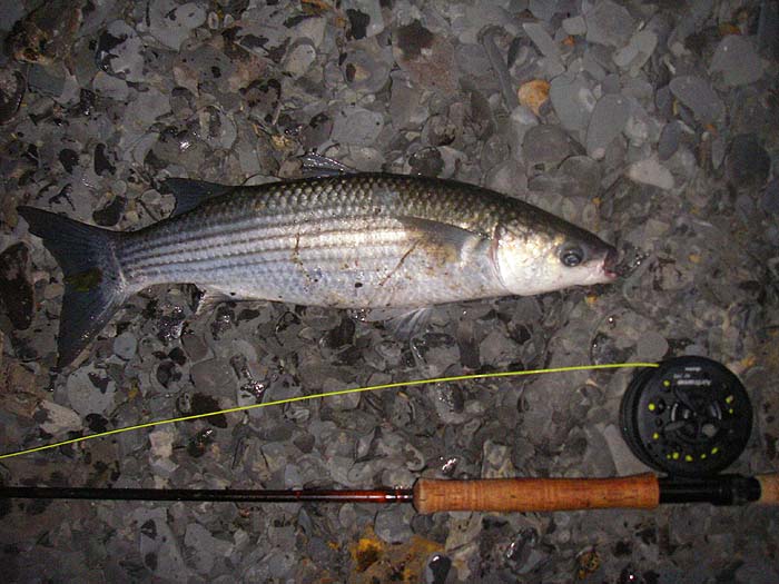 Not the best picture (it was too dark for me to focus properly without a torch) but a cracking fish and fine sport.
