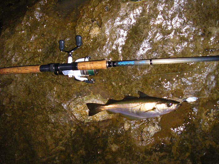 This pollack located and took an unbaited wedge in almost complete (to my eyes) darkness.