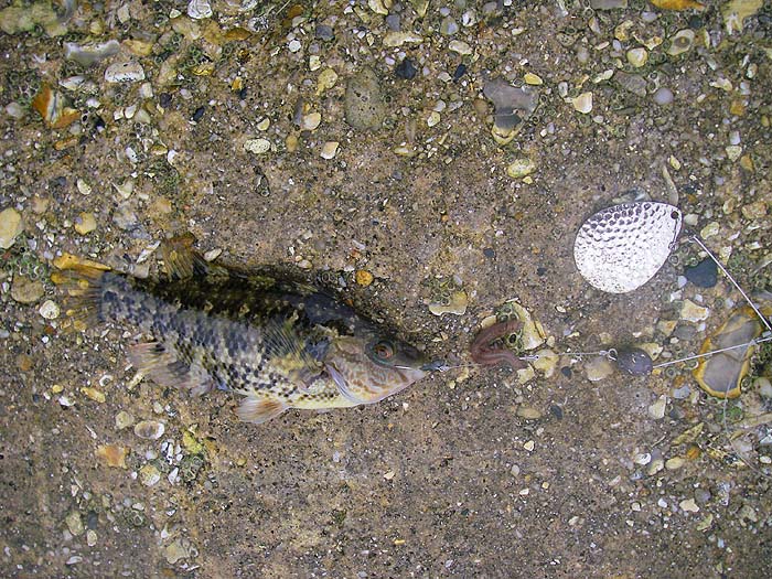 One of the little corkwings that I took last week on my rag adorned spinnerbait. Years ago I caught quite a few bass on similar contrivances. Note the lead and the two hooks.