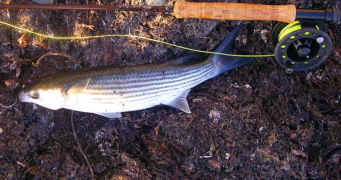 At least we had something on both plug and fly gear to show the potential of the methods.