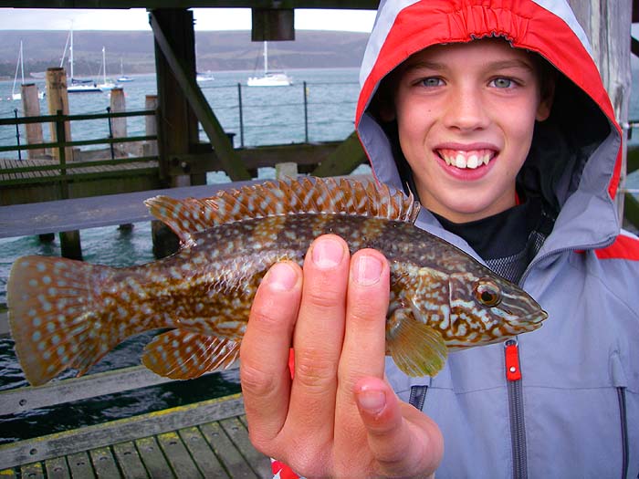 Small but beautifully marked.