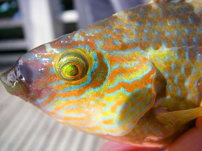 Smaller still but even more beautifully marked.