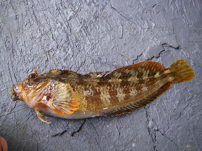 The big blenny with Ben's ragworm still in its mouth..