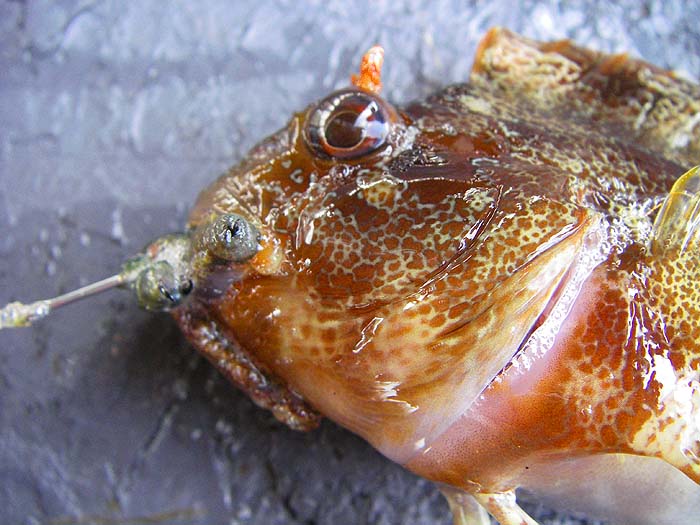 These blennies have tentacles just above the eyes.