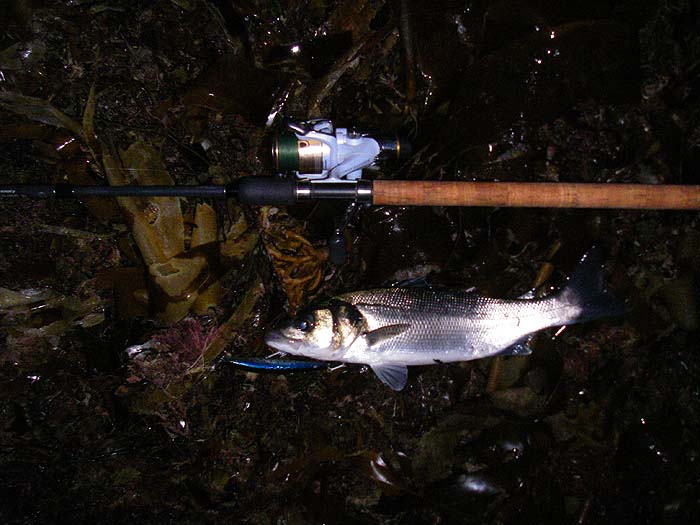 Typically this fish took the plug just as it was getting light.