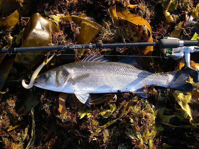 Clearly the five pounder had engulfed the long plastic lure. It put up quite a struggle on my four piece rod.