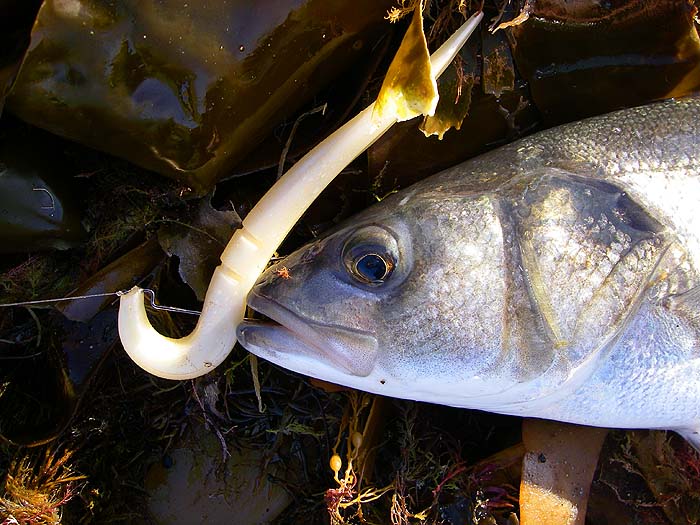 Despite the hook being shielded from drifting weed by the plastic groove the fish was well hooked.