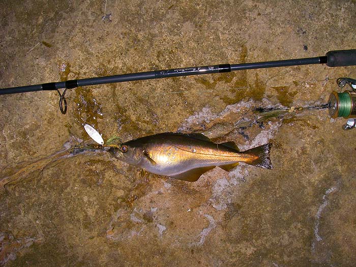 My first attempts to catch a mackerel for livebait produced pollack.