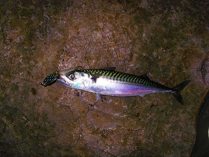 I managed a nice mackerel on the wedge but it was uncooperative and gave me nothing but trouble.
