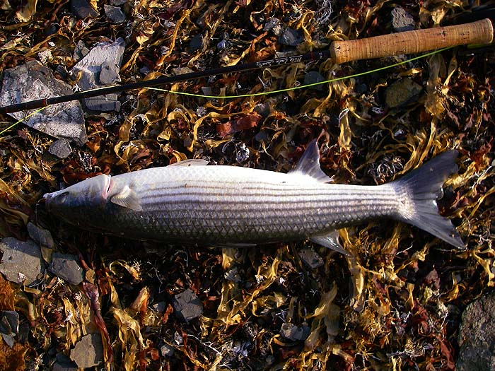 One of four 'four pounders' that I caught on my fly gear.