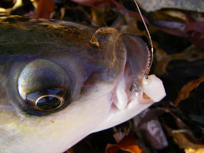 The foam fly is still in the mullet's lip. It had been baited with four white maggots