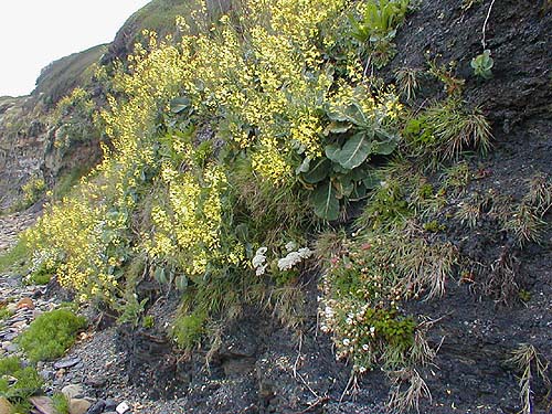 The timing of cliffside flowers often gives a clue as to whether it's time to try bassing.