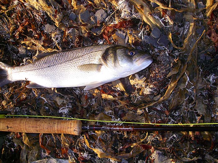 The bass were smaller than the mullet and fought much less doggedly.